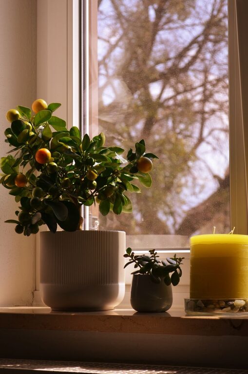 Cómo renovar tu hogar con plantas: guía práctica y sencilla